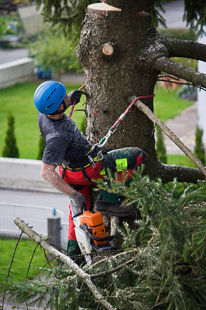 Fairfax Station, VA  Tree Services Company