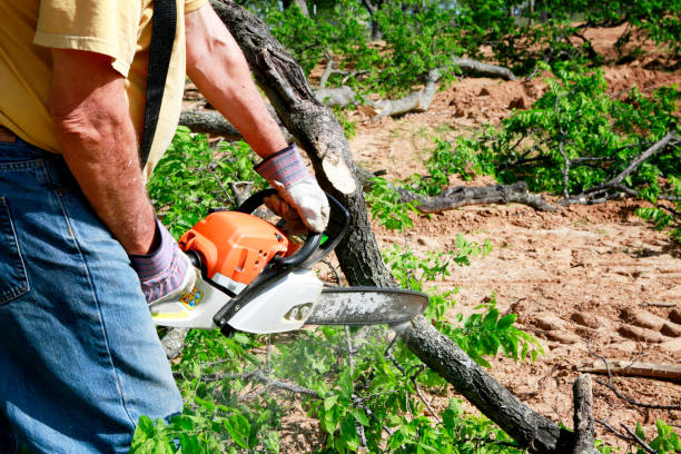 Why Choose Our Tree Removal Services in Fairfax Station, VA?